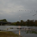Geese Formation over dock